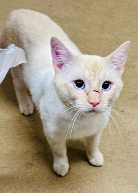 Asterix - Siamese