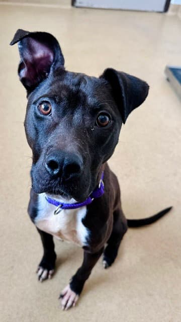 Bitsy - American Pit Bull Terrier