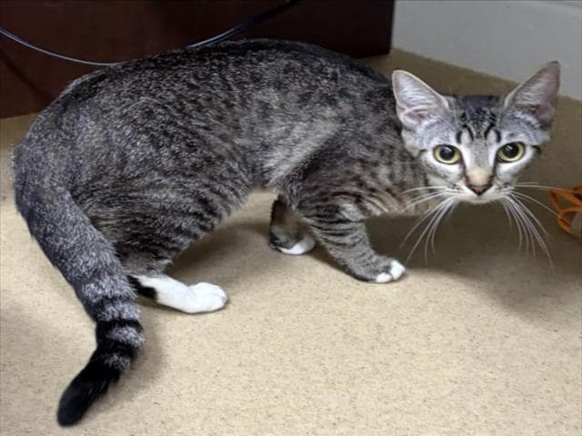 Marcaroni Salad - Domestic Short Hair
