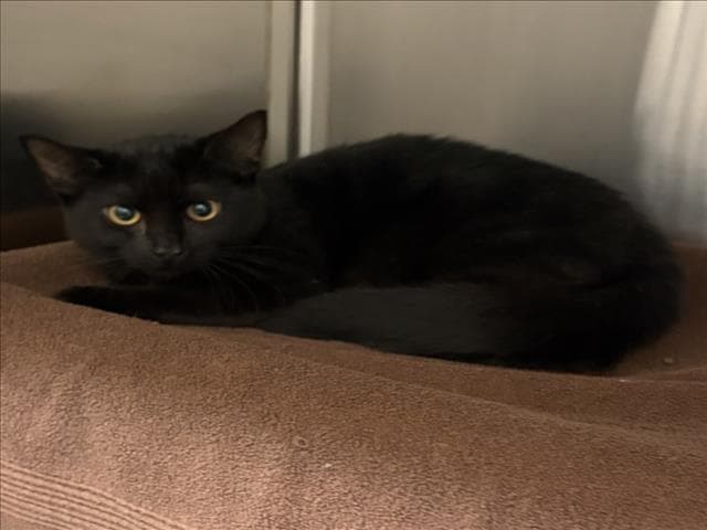 Apple - Domestic Short Hair