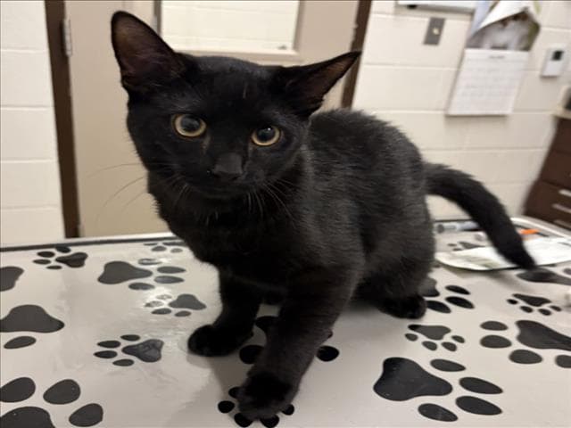 Pear - Domestic Short Hair