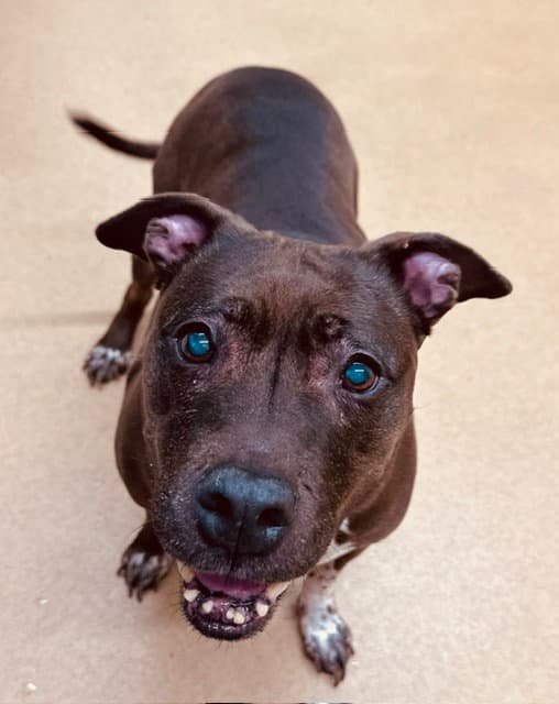 Mocha - American Pit Bull Terrier
