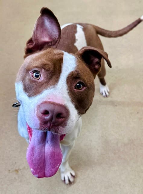 Halo - American Pit Bull Terrier