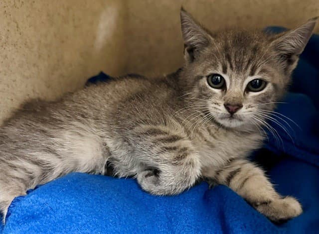 Scrunchy - Domestic Short Hair