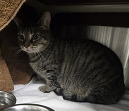 Bitty Kitty image 1