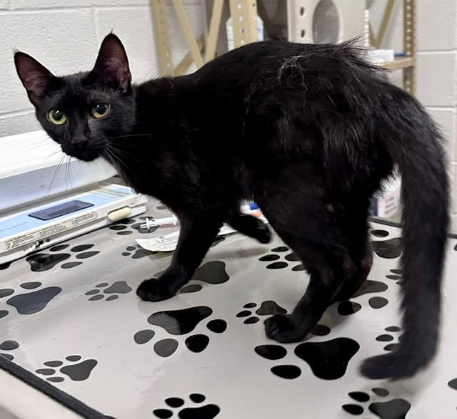 Eucalyptus - Domestic Short Hair