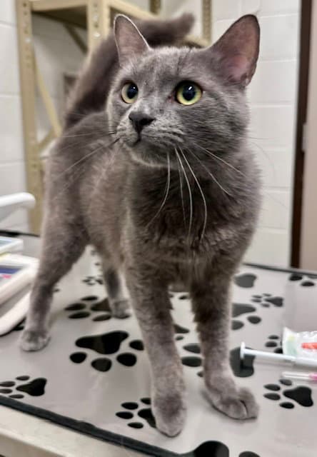 Dill - Domestic Short Hair