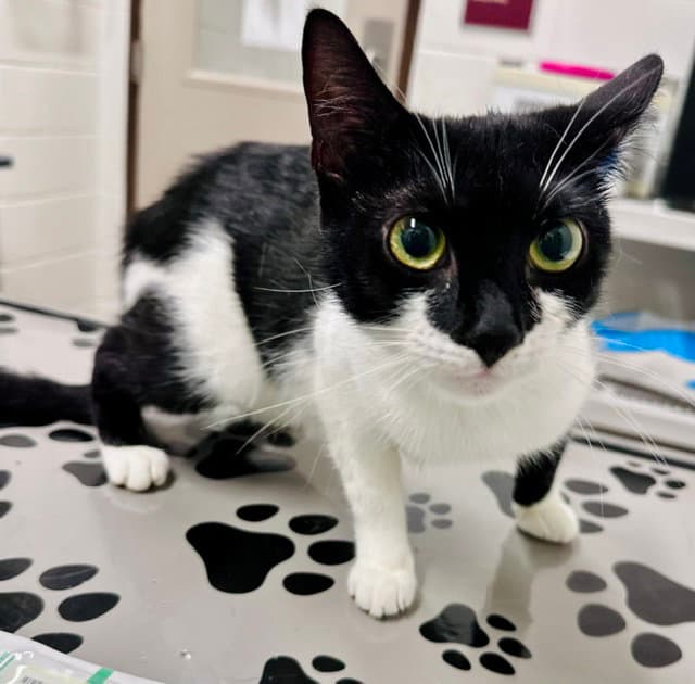 Coriander - Domestic Short Hair