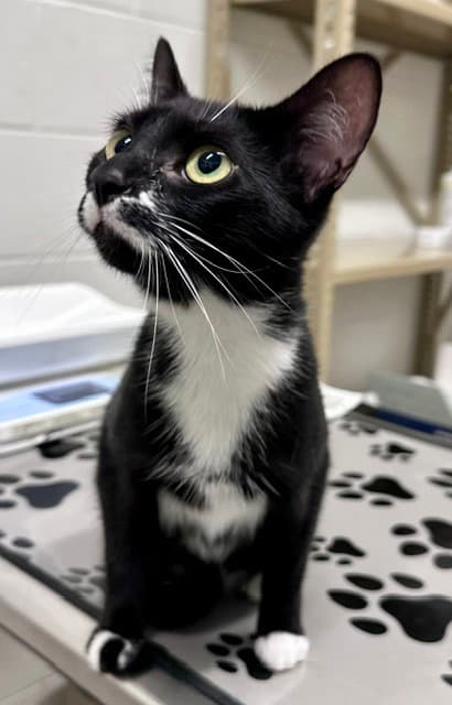 Fennel - Domestic Short Hair