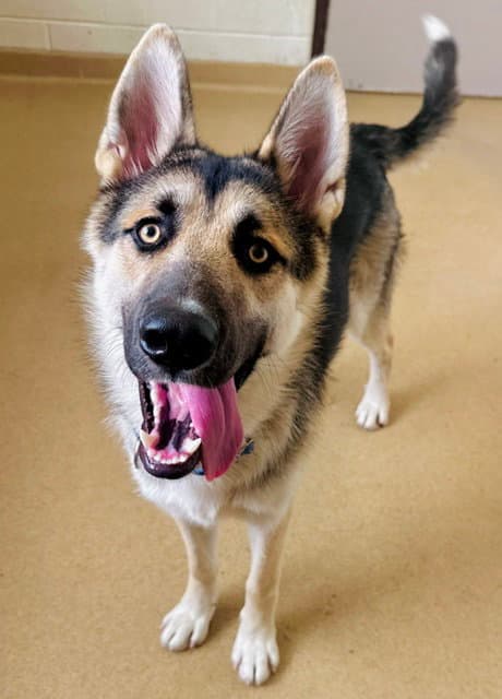 Hash Brown - German Shepherd Dog