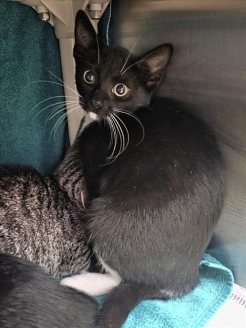 Jade - Domestic Short Hair