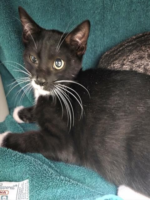Jayden - Domestic Short Hair