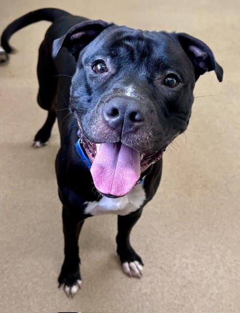 Mogh - American Pit Bull Terrier