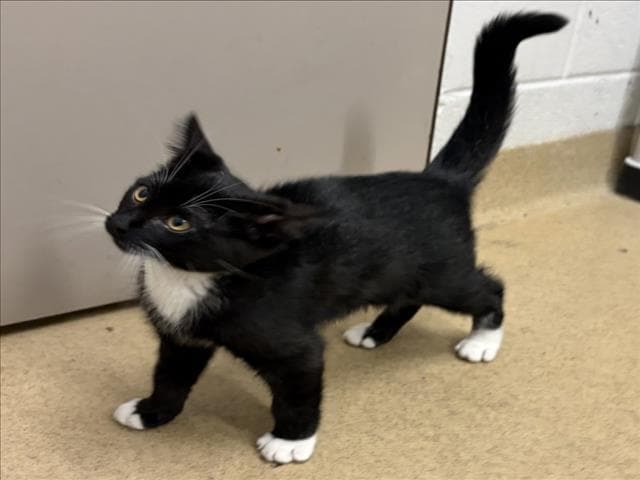 Cole Slaw - Domestic Short Hair