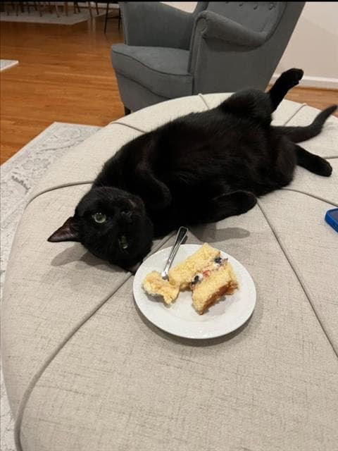 Baklava - Domestic Short Hair