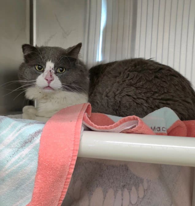 Seor Rucio - Domestic Medium Hair