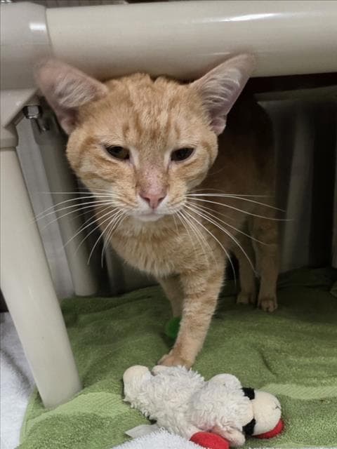 Wayne - Domestic Short Hair