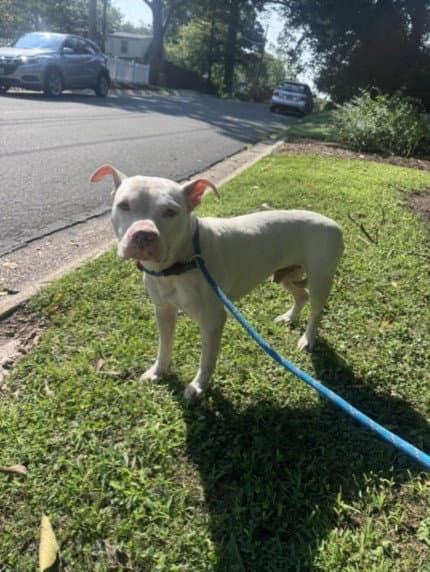Ignacio - American Pit Bull Terrier