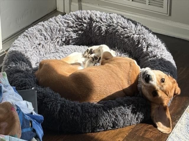 Belladona - Beagle