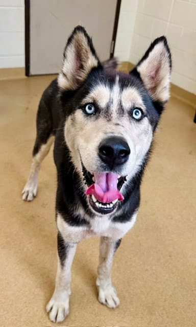 Starsky - Siberian Husky