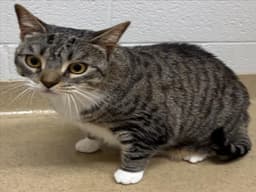 Kiki image 1
