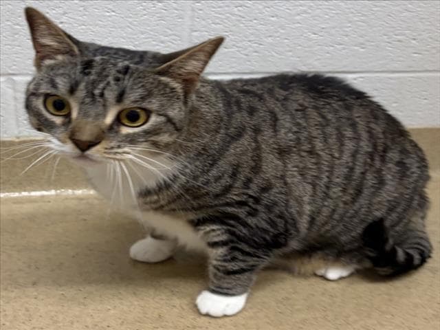 Kiki - Domestic Short Hair
