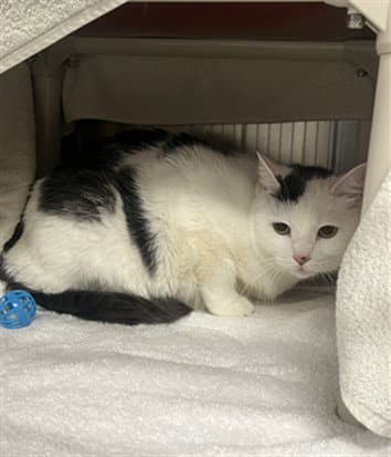 Cosmos - Domestic Medium Hair