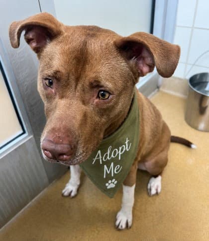 Duncan - American Pit Bull Terrier