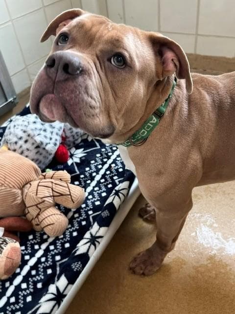 Jenga - American Bulldog