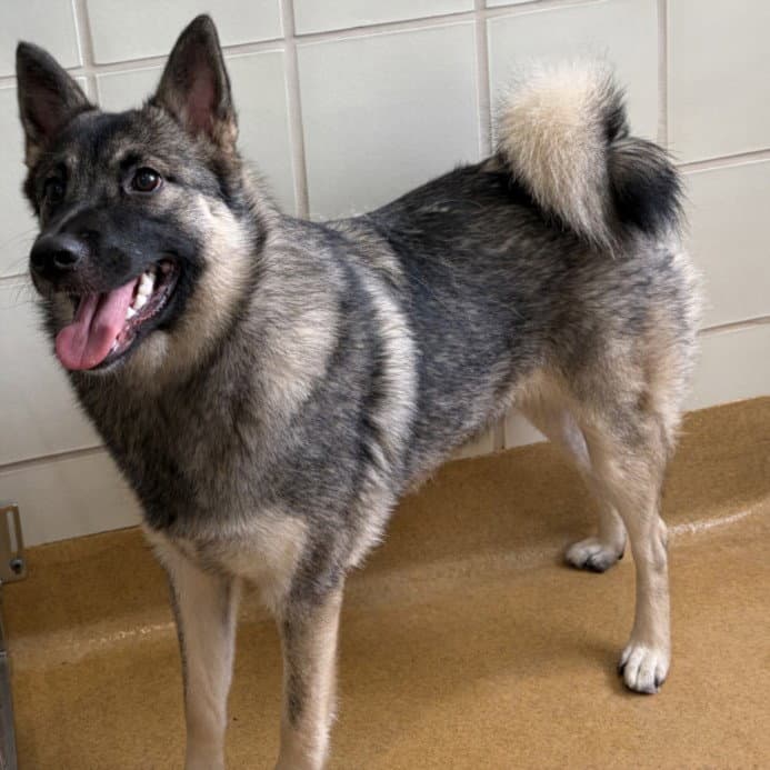 Kenzo - Norwegian Elkhound