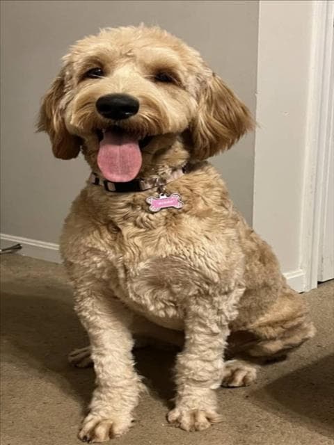 Yaya - Golden Retriever