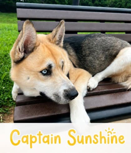 Capt Sunshine - Siberian Husky