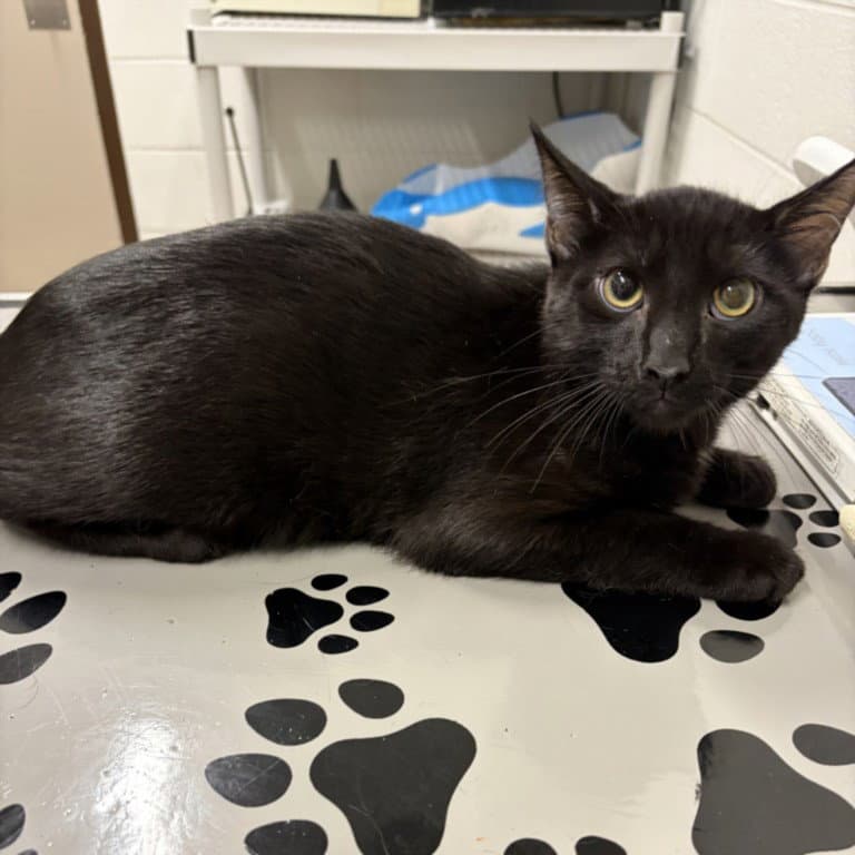Half Dollar - Domestic Short Hair