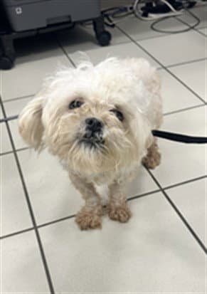 Cream Puff - Poodle (Miniature)