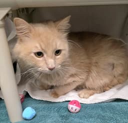 Mr Flufferson image 1