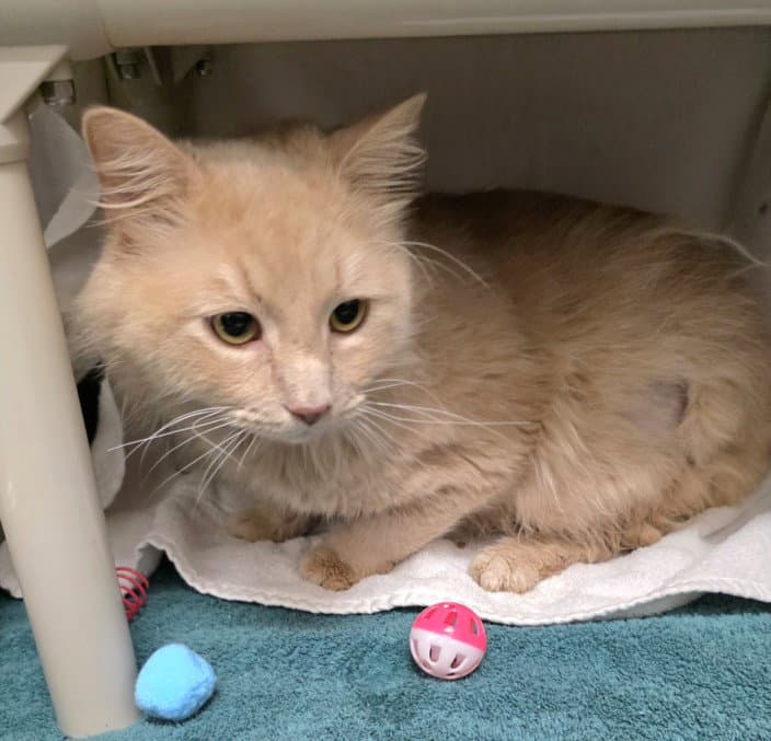 Mr Flufferson - Domestic Medium Hair