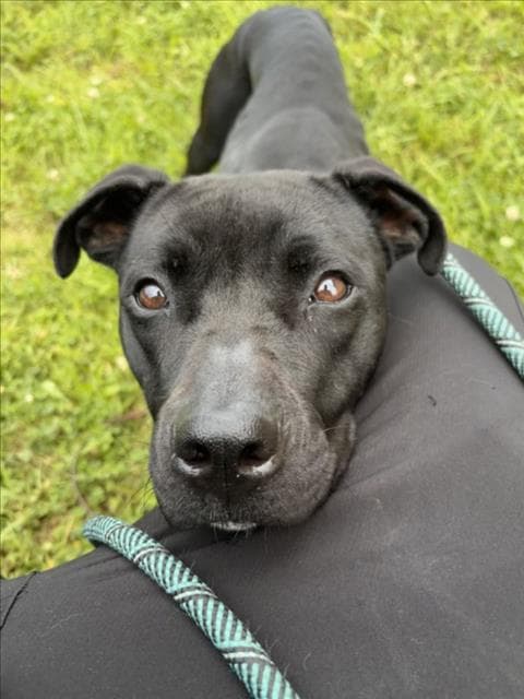 Valley - American Pit Bull Terrier