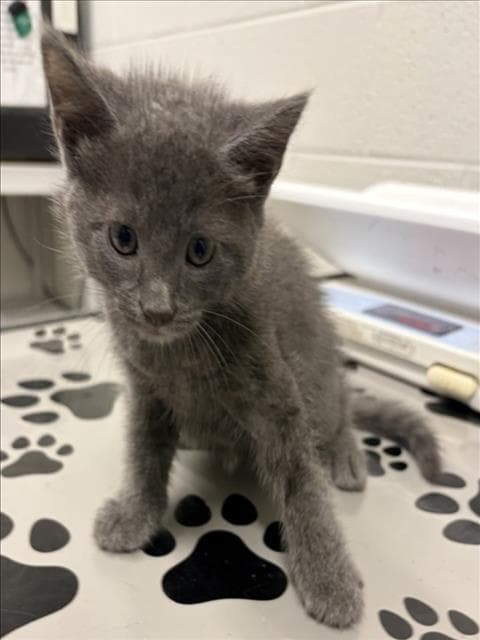 Butter Pecan - Domestic Medium Hair