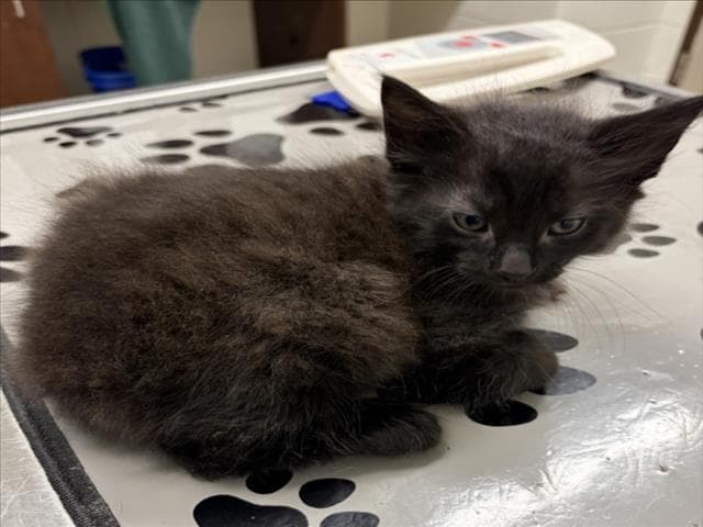 Neopolitan - Domestic Medium Hair