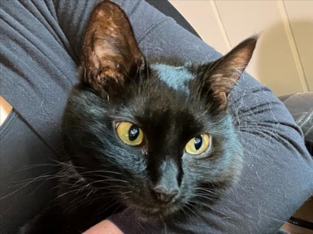 Downy - Domestic Short Hair