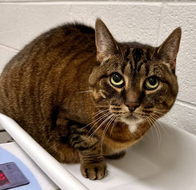 Jessie - Domestic Short Hair