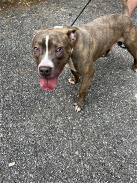 Finnegan - American Pit Bull Terrier