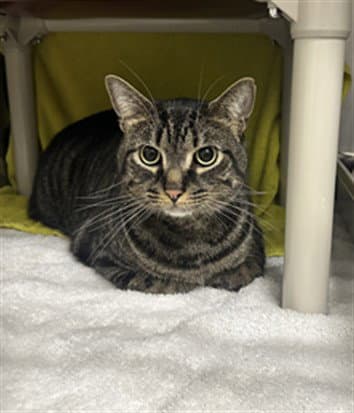 Thor - Domestic Short Hair