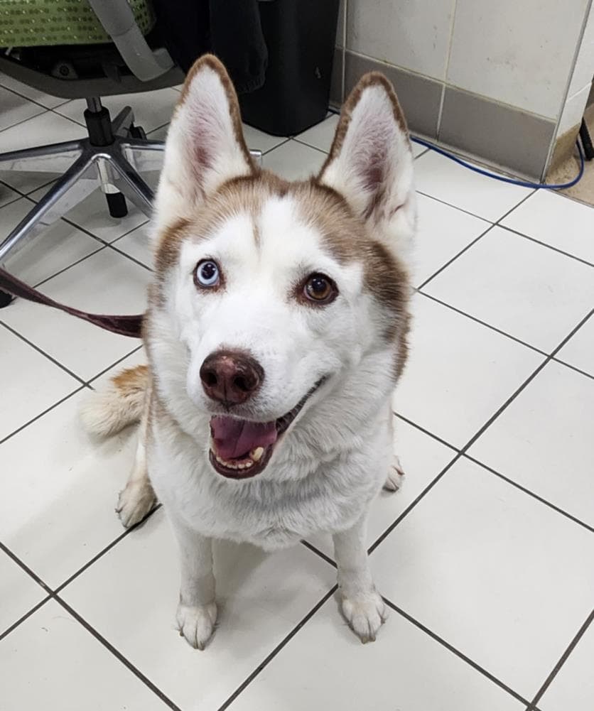 Maya - Siberian Husky