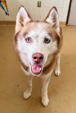 Koda image 1