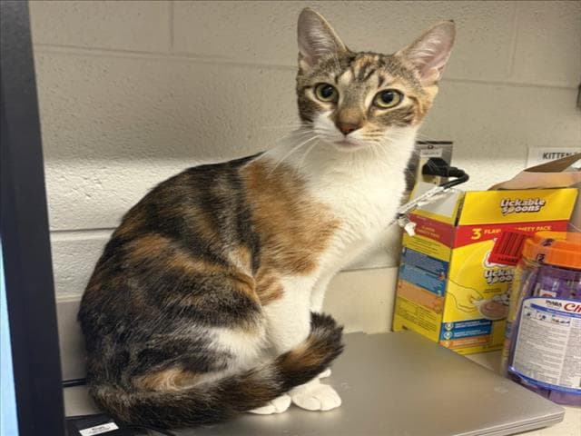 Citrine - Domestic Short Hair