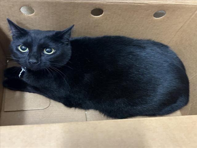 Bloom - Domestic Short Hair