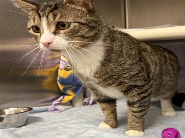 Blindy - Domestic Short Hair
