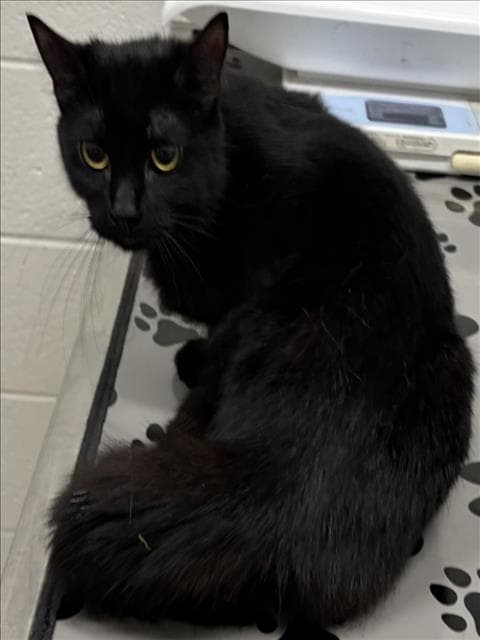 Genie - Domestic Short Hair