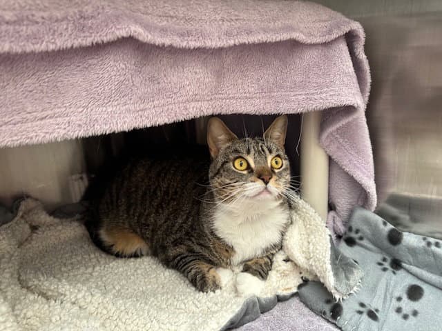 Kiki - Domestic Short Hair